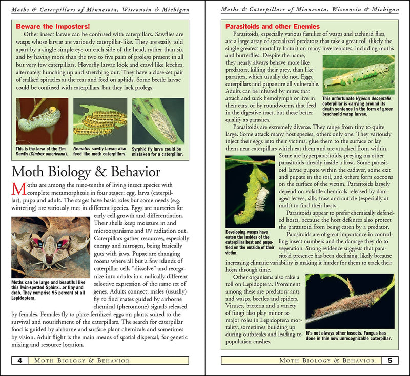 Moths & Caterpillars of Minnesota, Wisconsin & Michigan
sample pages