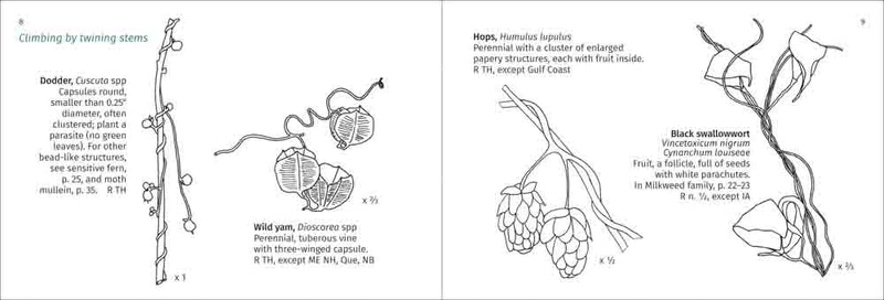 twining stems example
