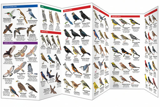Michigan Birds pamphlet interior
