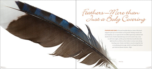 Feather with text about feathers on a white background