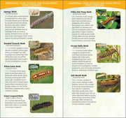 inside guide features various moths with images and descriptions.