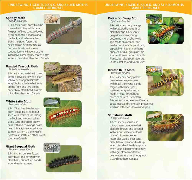 inside guide features various moths with images and descriptions.