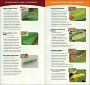 inside guide features various moths with images and descriptions.