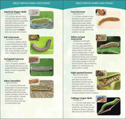 inside guide features various moths with images and descriptions.