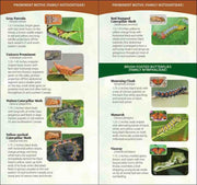 inside guide features various moths with images and descriptions.