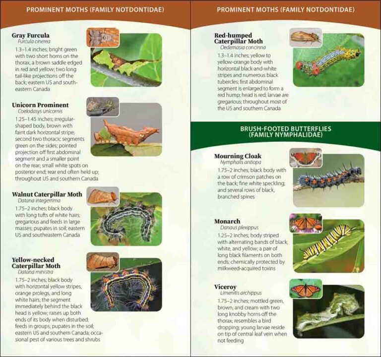 inside guide features various moths with images and descriptions.