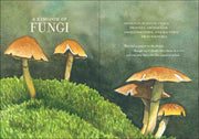 green grassy background wuth yellowish orange mushrooms illustrated. text reads 'a kingdom of fungi" 
