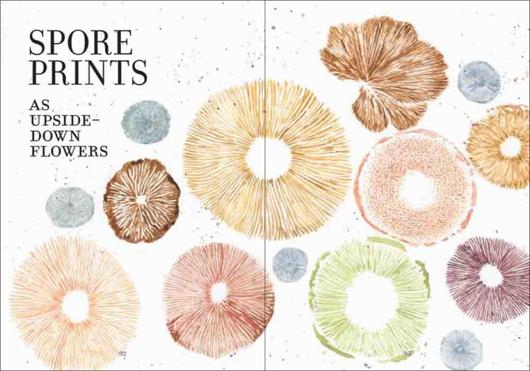 Illustrations of spore prints resembling flowers on a white background