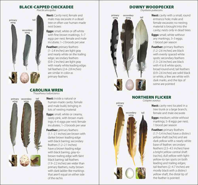 Chart comparing feathers of Black-capped Chickadee, Downy Woodpecker, Carolina Wren, and Northern Flicker.