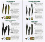 Feather comparison chart for Yellow Warbler, Northern Mockingbird, American Goldfinch, and House Finch with illustrations and text.