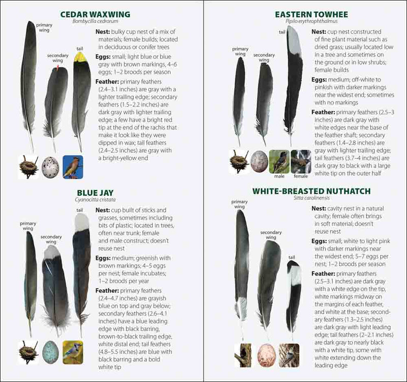 Chart comparing feathers of different bird species with text descriptions.