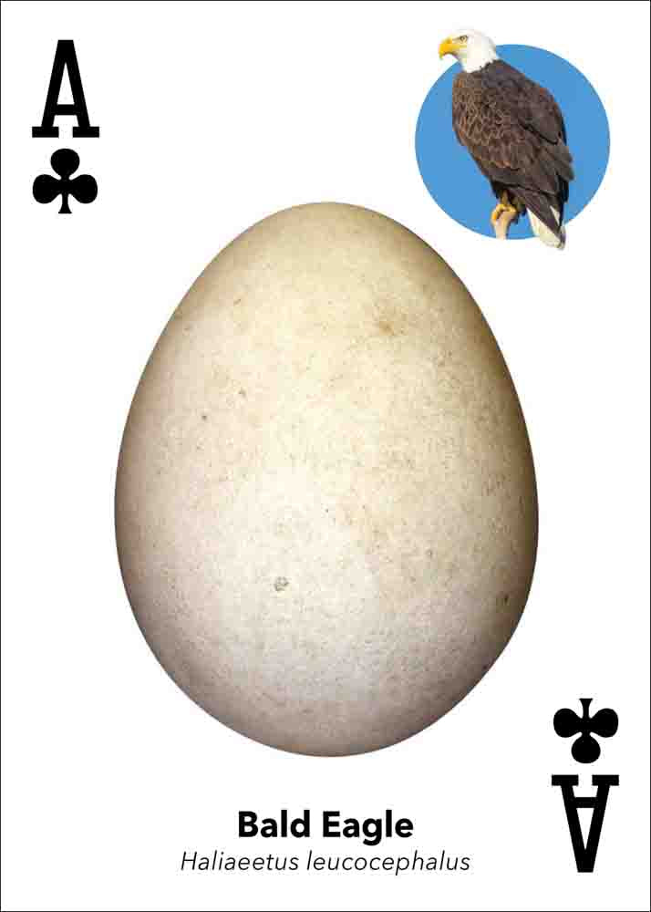 black ace of clubs shows bald eagle egg