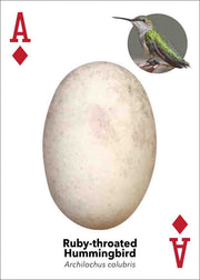 red ace of diamonds shows a ruby-throated hummingbird egg