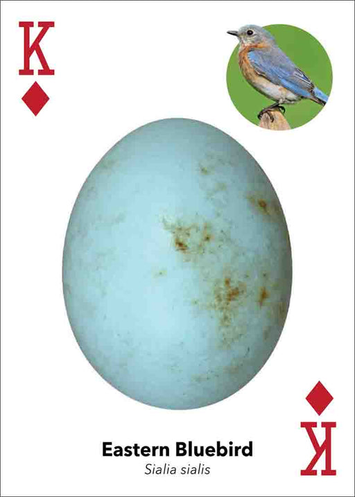 red king of diamonds card shows eastern bluebird egg