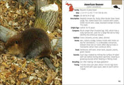 American beaver on a leaf-covered ground with descriptive text on the right
