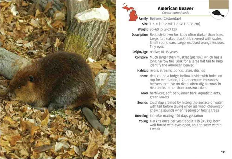 American beaver on a leaf-covered ground with descriptive text on the right