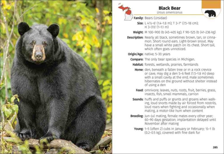 Black bear in a natural setting with descriptive text on the right