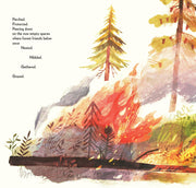 Pine Cone Regrown Picture Book
forest fire