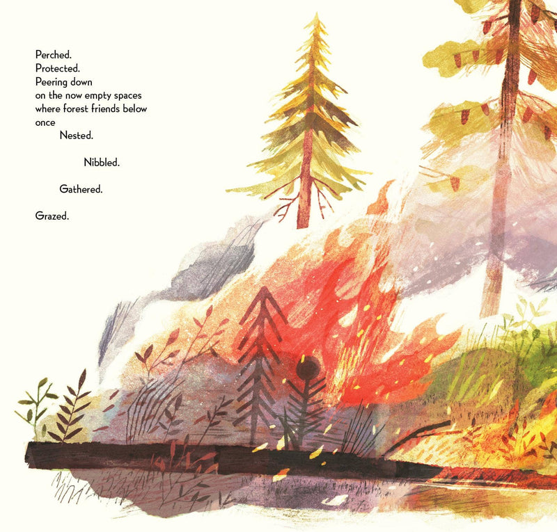 Pine Cone Regrown Picture Book
forest fire