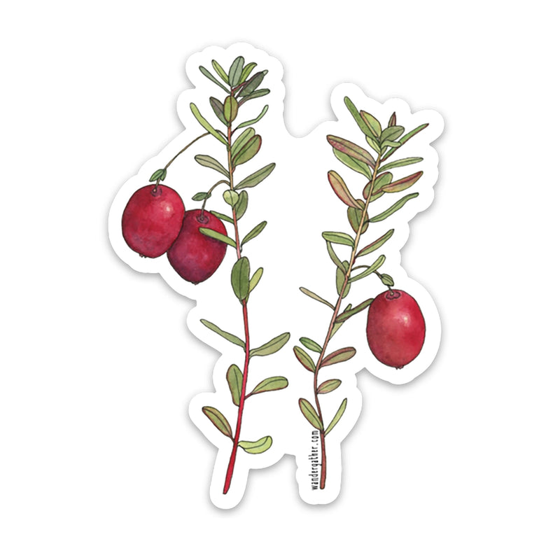 Sticker with red cranberries and green foliage on a white background