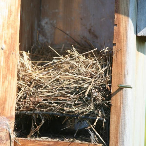 Bluebird Nest Lift in use