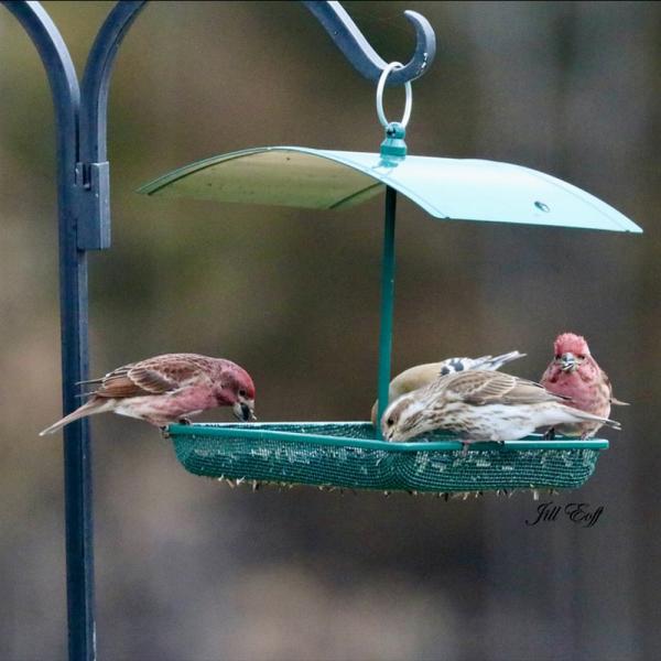 Feast for Feathered Friends Bundle - multipurpose feeder using seed mix