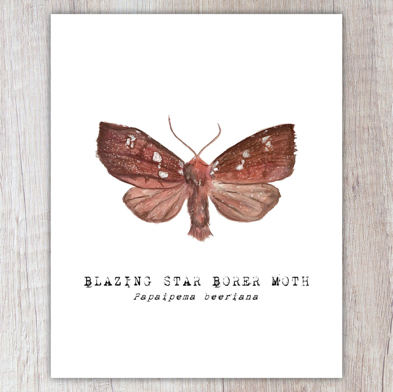 Illustration of a Blazing Star Borer Moth on a white background with text.