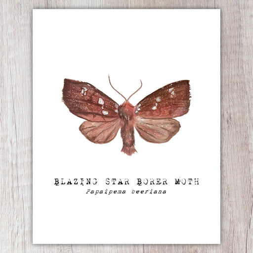 Illustration of a Blazing Star Borer Moth on a white background with text.
