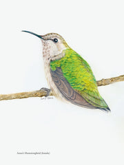 Illustration of Anna's Hummingbird (female) artwork by author Amy Tan