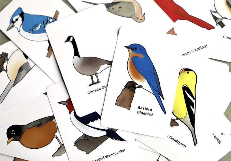 Set of bird illustrations on white cards with names below each illustration.