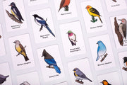 Cards with illustrations of various birds and their names on a white background