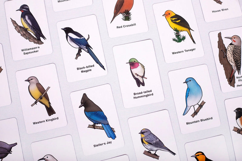 Cards with illustrations of various birds and their names on a white background