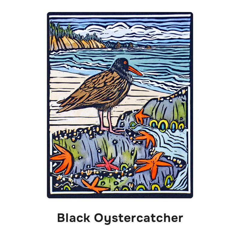 Illustration of a Black Oystercatcher on a coastal scene with starfish and ocean.