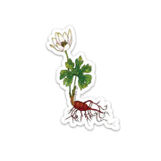 Sticker featuring botanical illustration of a Bloodroot spring wildflower - a white blossom with red roots - on a white background.