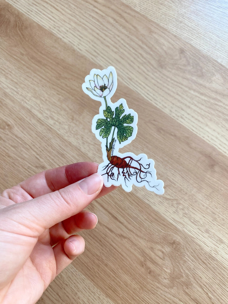 Hand holding a sticker of a Bloodroot spring wildflower plant with white blossom and red roots