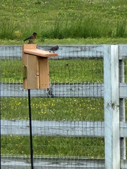 Male and female eastern bluebirds at the nest box
