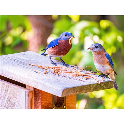 Feast for Feathered Friends Bundle - bluebirds eating mealworms