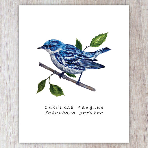 Illustration of a cerulean warbler on a branch with leaves, on a white background.