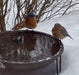 Heated Bird Bath - Ground Level used by bluebirds in wintertime