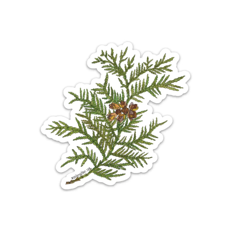 Sticker featuring evergreen cedar branch - green leaves and brown cones on a white background