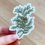 Hand holding sticker featuring evergreen cedar branch - green leaves and brown cones on a white background