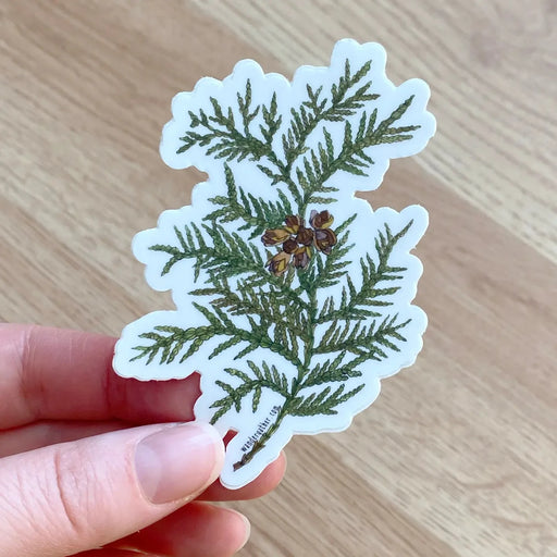 Hand holding sticker featuring evergreen cedar branch - green leaves and brown cones on a white background