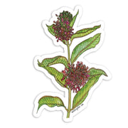 Sticker with a botanical illustration of a milkweed with green leaves and pink flowers on a white background.