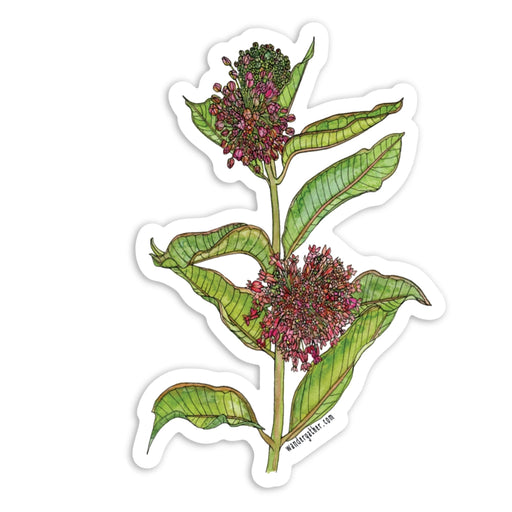 Sticker with a botanical illustration of a milkweed with green leaves and pink flowers on a white background.