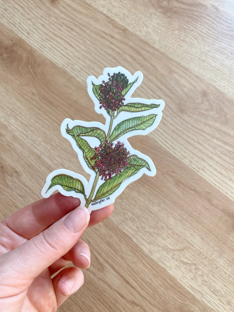 Hand holding a sticker with a botanical illustration of a milkweed with green leaves and pink flowers on a white background.
