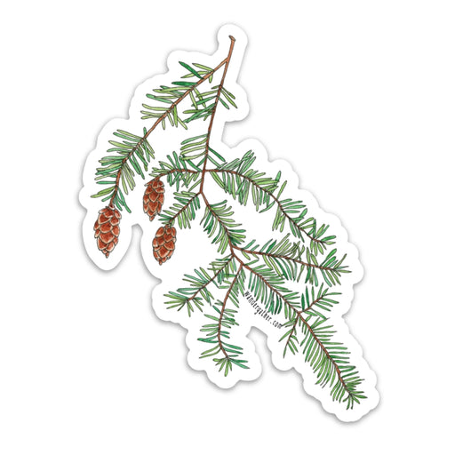 Sticker with evergreen branches and brown pinecones on a white background