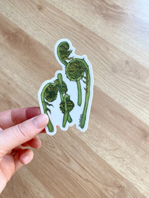 Hand holding sticker with botanical illustration of green fiddlehead fern fronds on a white background