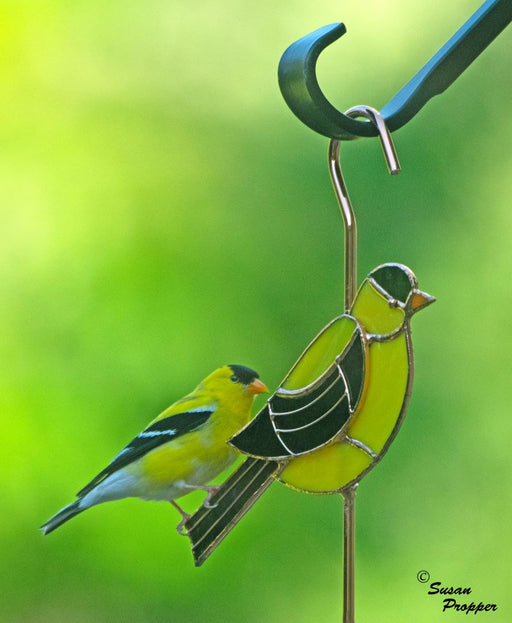 Goldfinch Garden Hook - Photograph by Susan Propper