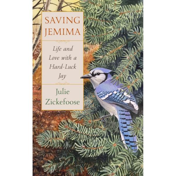 cover features illustration of blue jay perched in a coniferous tree