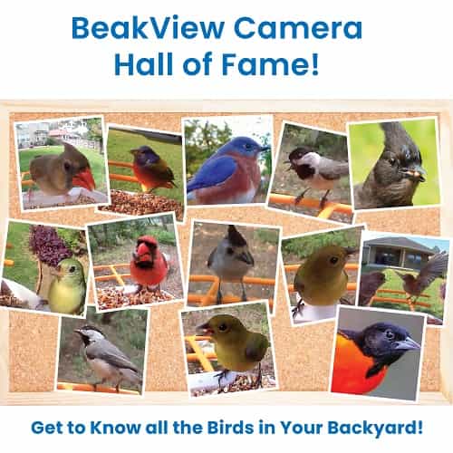 Collage of various birds with text about BeakView Camera Hall of Fame and bird identification.